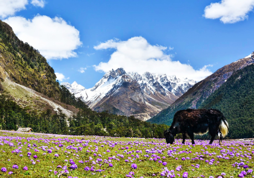 Yumthang Valley